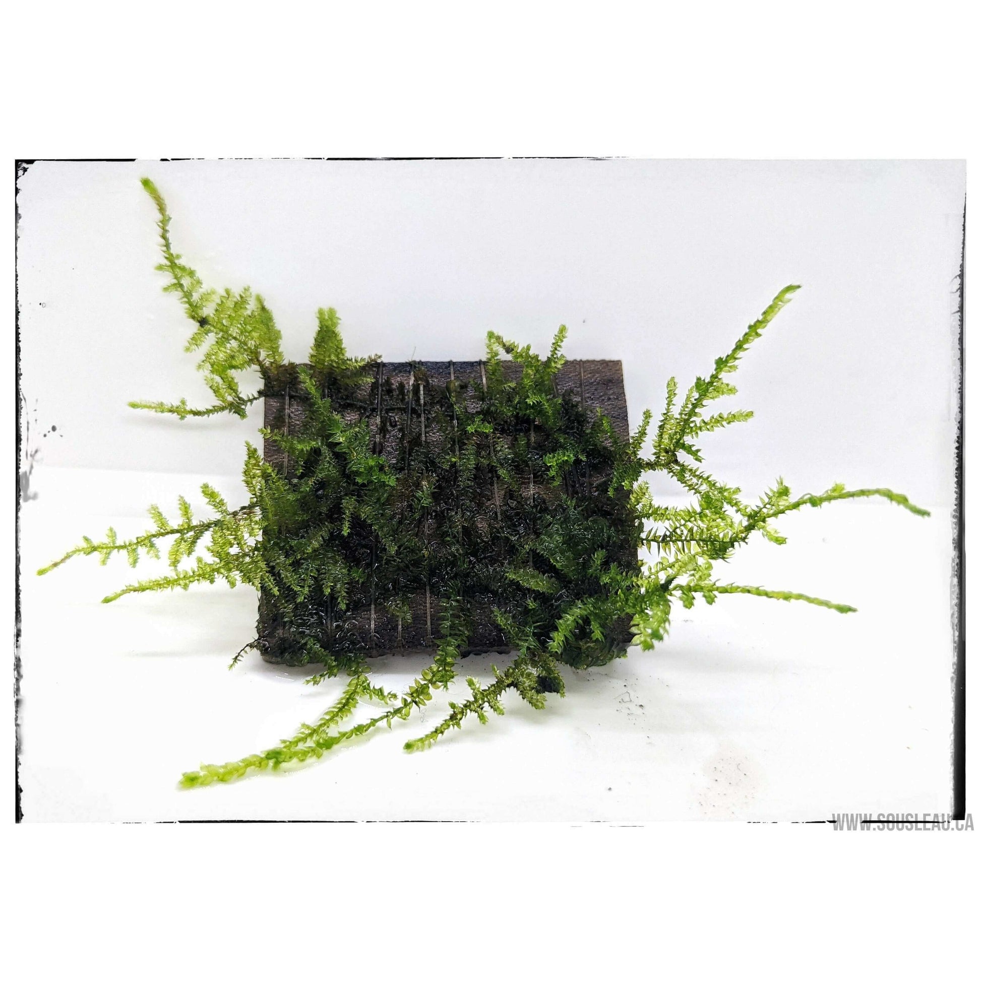 Vesicularia sp China Moss