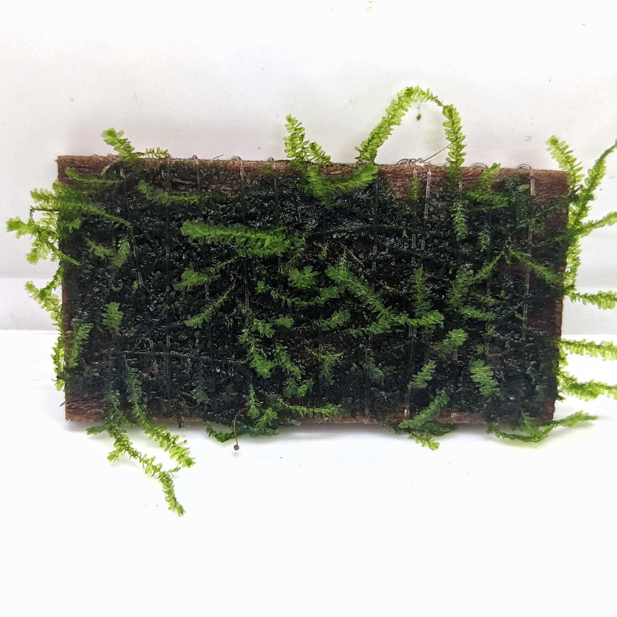 Cachoeira moss Sousleau Aquarium