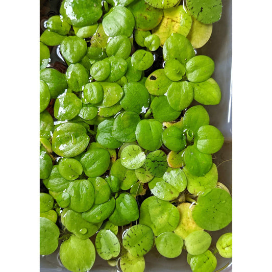 Amazon frogbit
