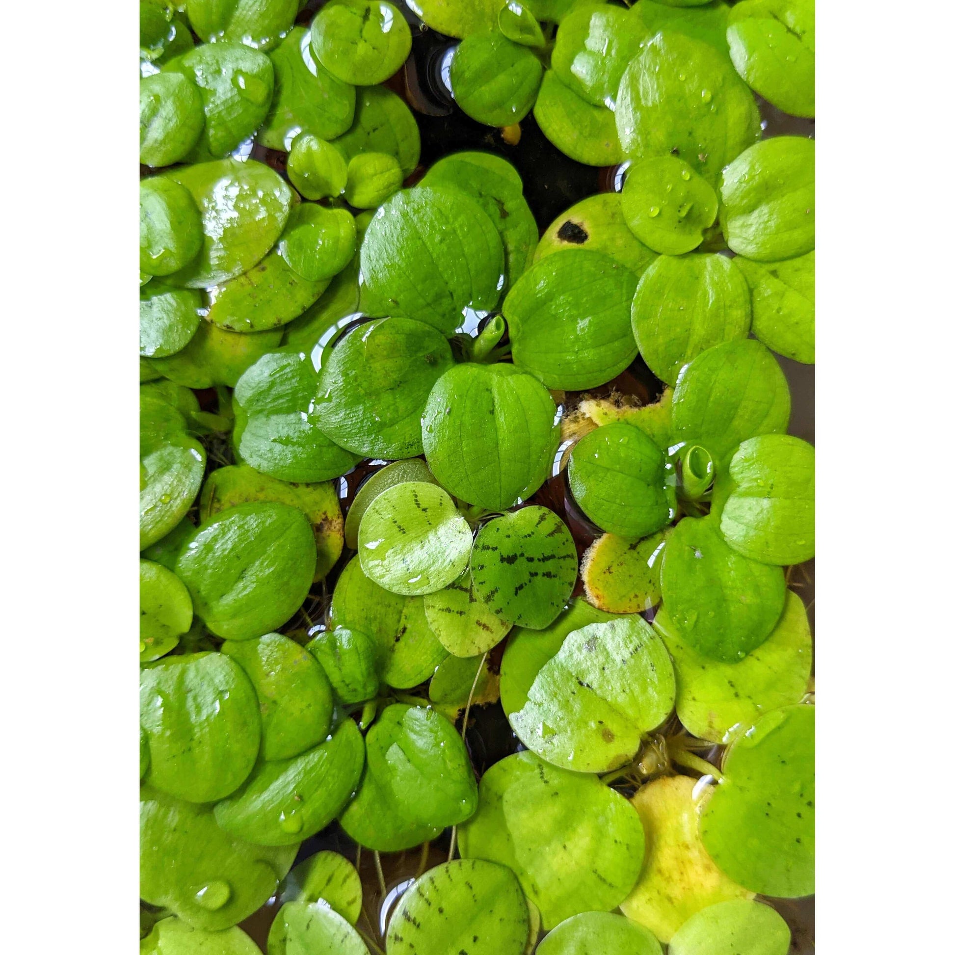 Amazon frogbit