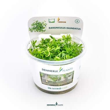 Ranunculus inundatus In-Vitro Dennerle Plants