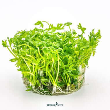 Ranunculus inundatus In-Vitro Dennerle Plants