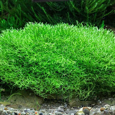 Riccia fluitans In-Vitro Dennerle Plants