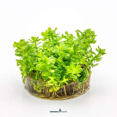 ROTALA INDICA 'BONSAI' Dennerle Plants