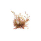 ROTALA ROTUNDIFOLIA SPEC. 'H'RA'