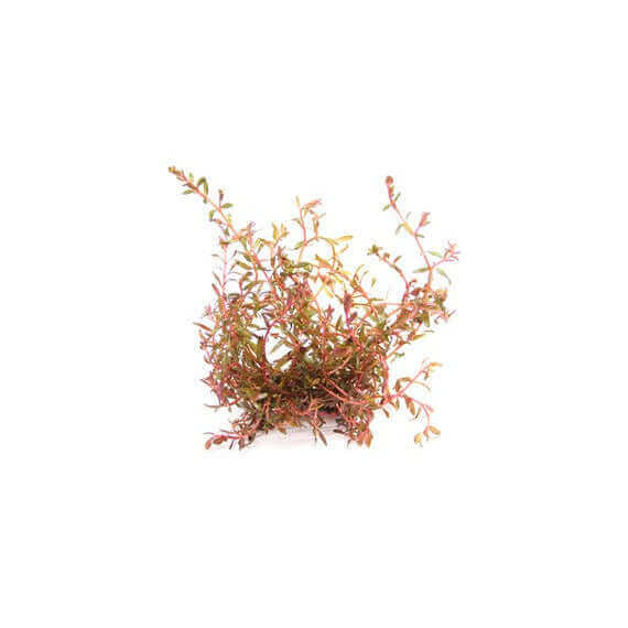 ROTALA ROTUNDIFOLIA SPEC. 'H'RA' Dennerle Plants