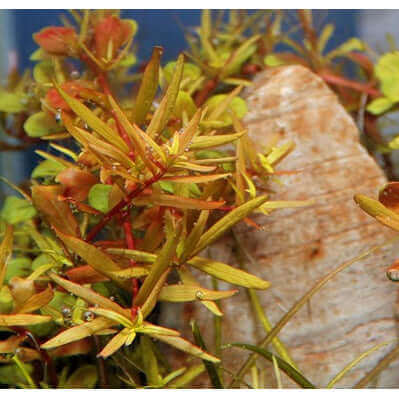 ROTALA ROTUNDIFOLIA SPEC. 'H'RA' Dennerle Plants