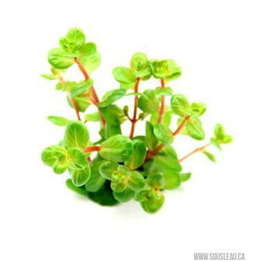 ROTALA ROTUNDIFOLIA 'ORANGE JUICE'