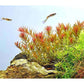 ROTALA ROTUNDIFOLIA 'ORANGE JUICE'