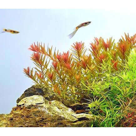 ROTALA ROTUNDIFOLIA 'ORANGE JUICE'