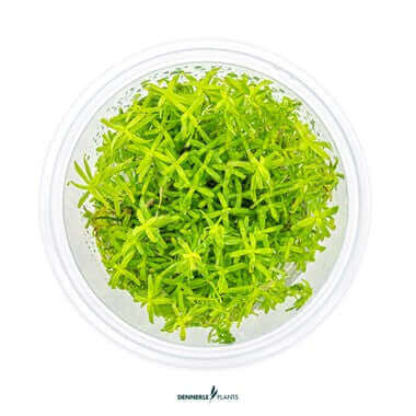 Rotala Wayanad In-Vitro Dennerle Plants Dennerle Plants