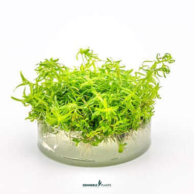 Rotala Wayanad In-Vitro Dennerle Plants Dennerle Plants