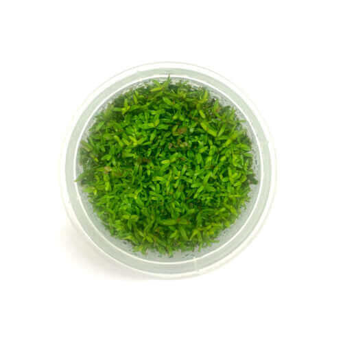 Rotala HRA Tissue Culture Sousleau Aquarium Sousleau Aquarium