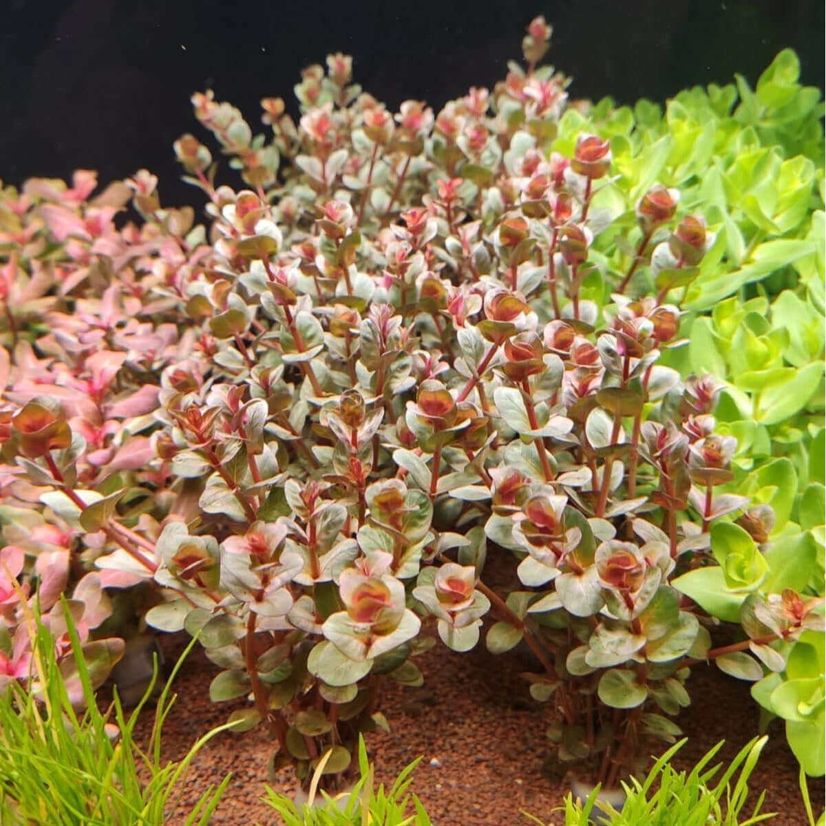 Rotala Macrandra Mini Pink Sousleau Aquarium Sousleau Aquarium