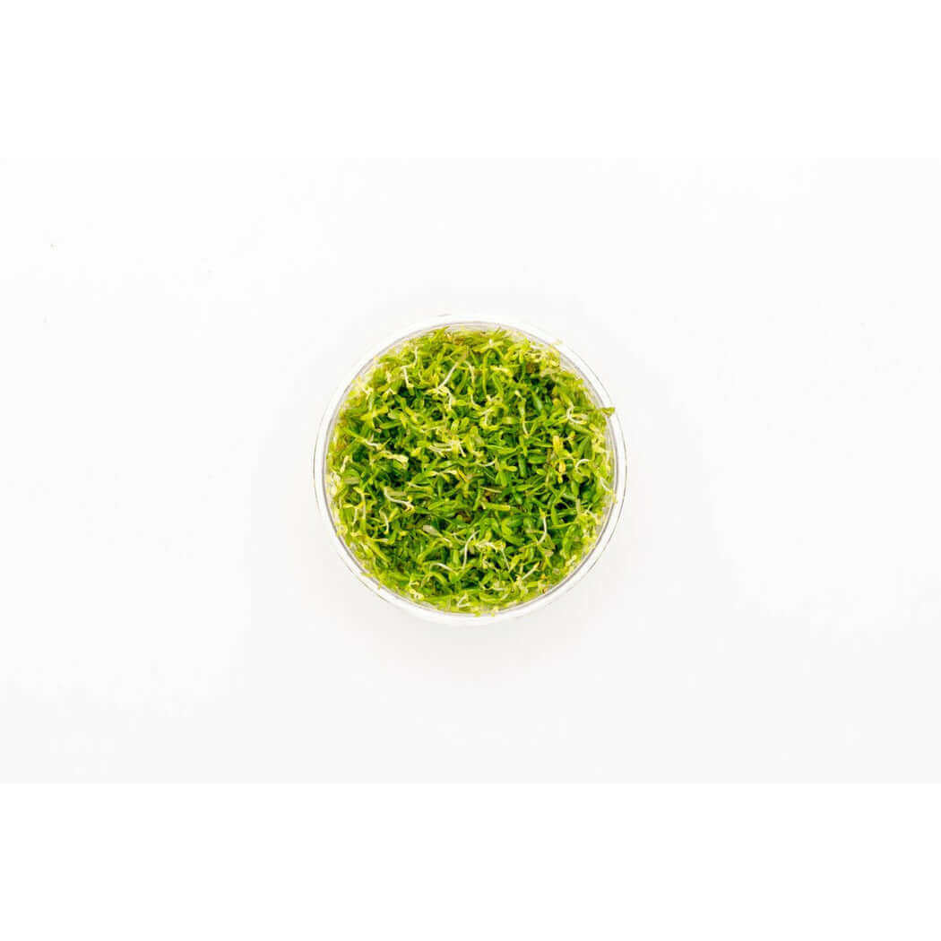 Rotala Mexicana Bangladesh Tissue Culture Sousleau Aquarium Sousleau Aquarium