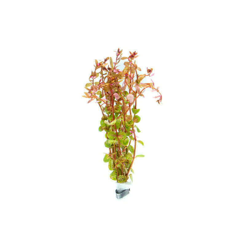 Rotala Rotundifolia Vietnam Sousleau Aquarium Sousleau Aquarium