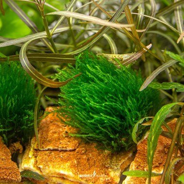 TAXIPHYLLUM SPEC. 'FLAME MOSS' Dennerle Plants