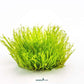 TAXIPHYLLUM SPÉC. GÉANT