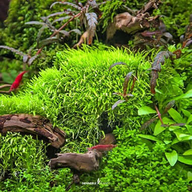 UTRICULARIA GRAMINIFOLIA Dennerle Plants