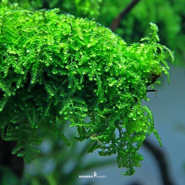 VESICULARIA FERRIEI 'WEEPING MOSS' Dennerle Plants