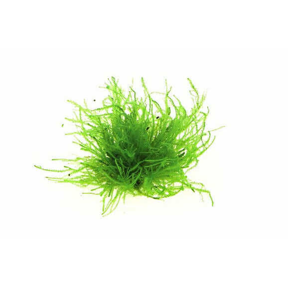 VESICULARIA SPEC. 'TRIANGLE MOSS' - PORTION - Sousleau