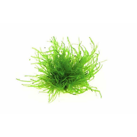 VESICULARIA SPEC. 'TRIANGLE MOSS' - PORTION Dennerle Plants