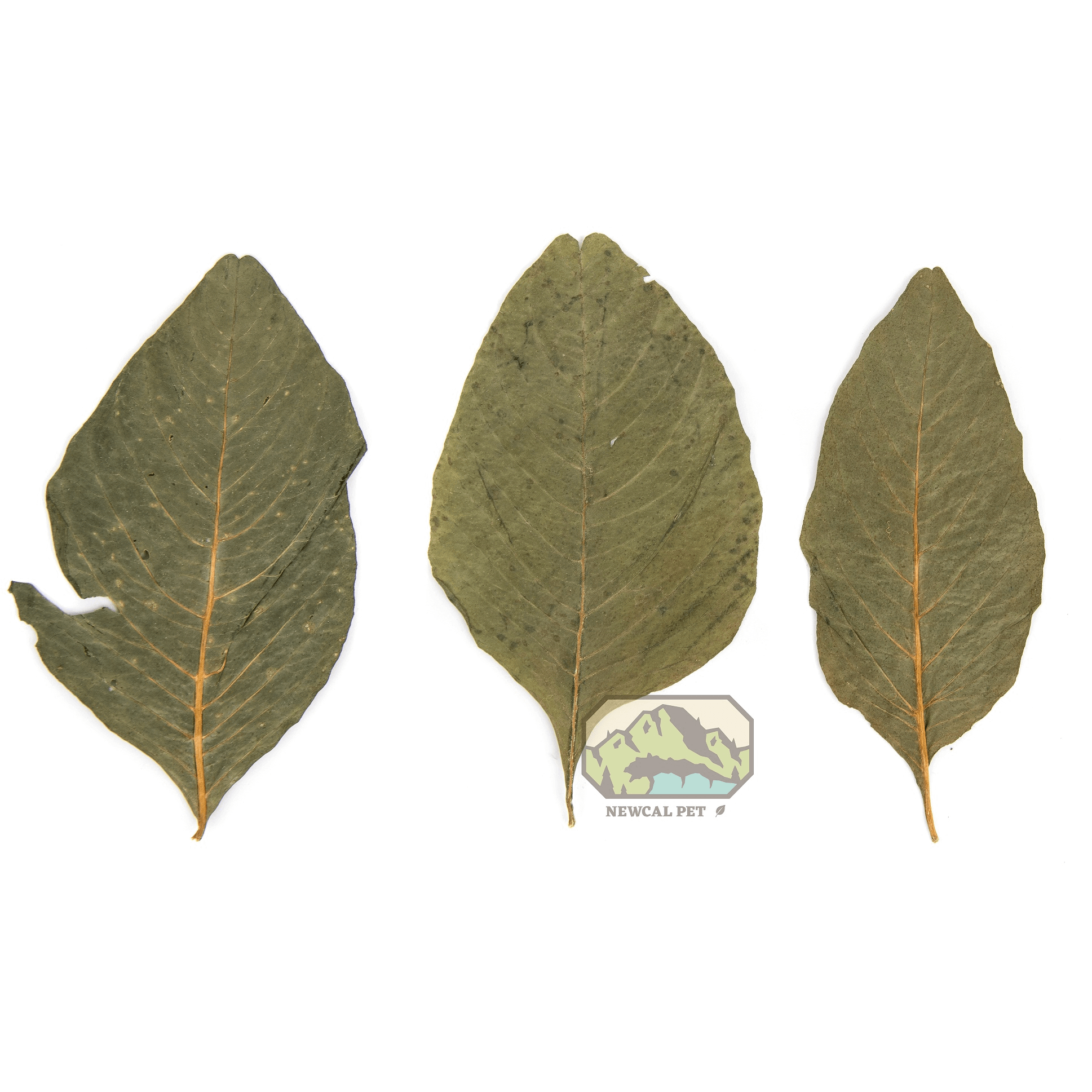 Amaranth Leaves - 20 Pack Newcal