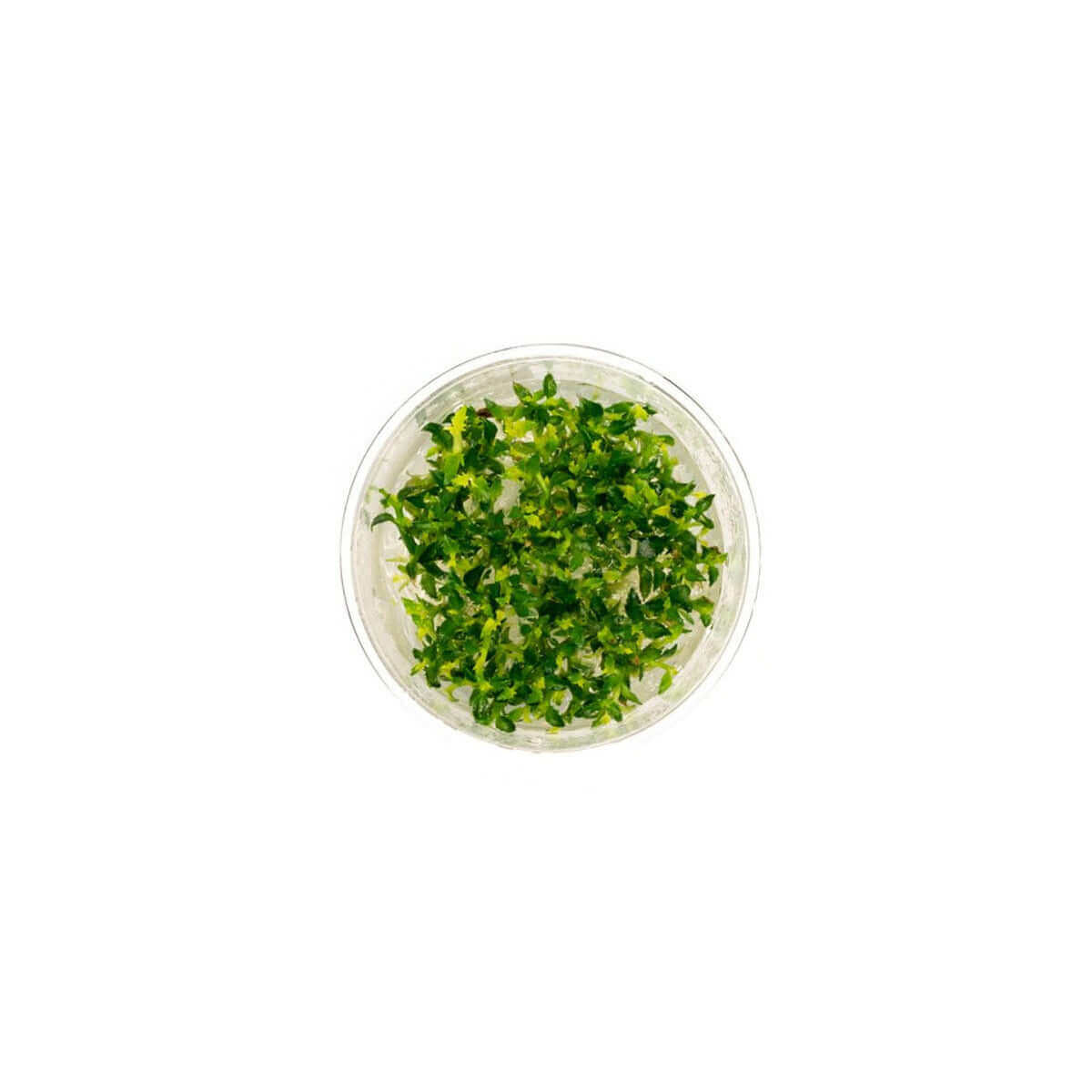 Ammannia Towuti Tissue Culture Sousleau Aquarium Sousleau Aquarium