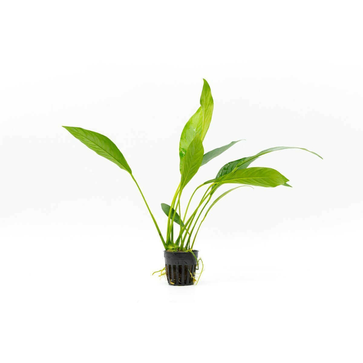Anubias Barteri Var Glabra Minima Sousleau Aquarium Sousleau Aquarium