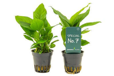 Anubias Heterophylla Dennerle Plants - No.7