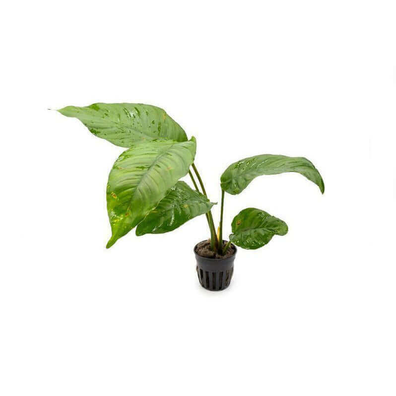 Anubias Heterophylla Sousleau Aquarium Sousleau Aquarium