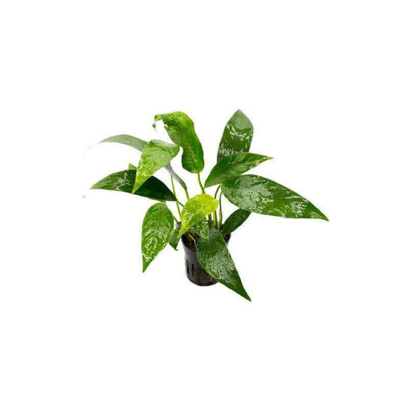 Anubias Lanceolata Sousleau Aquarium Sousleau Aquarium