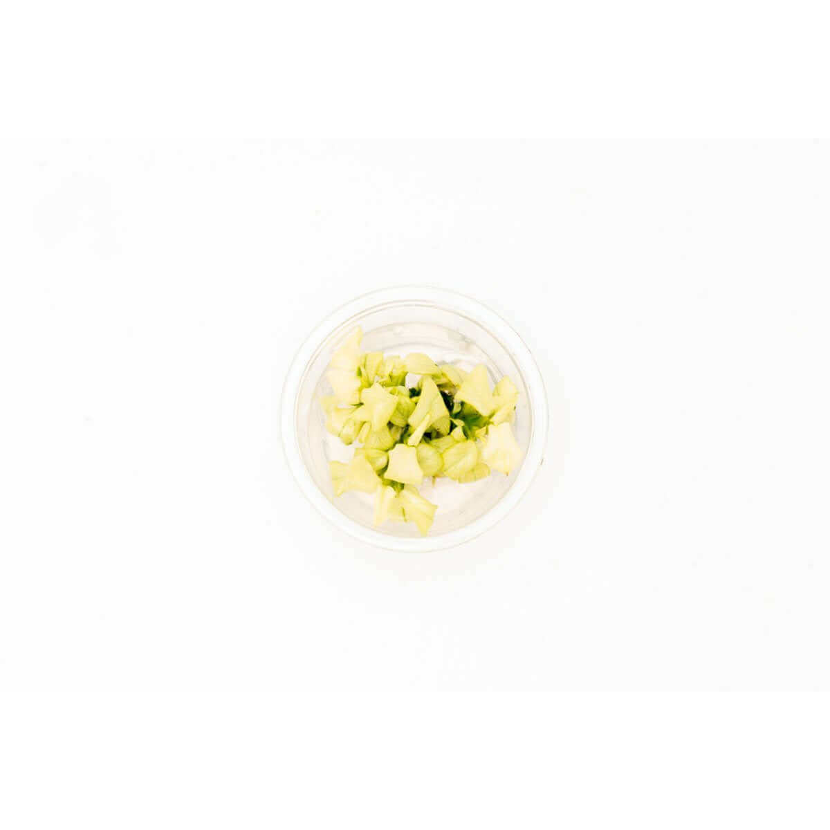 Anubias Nana Pinto Tissue Culture Sousleau Aquarium Sousleau Aquarium