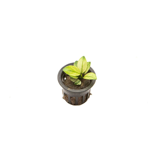 Anubias Barteri Broad White Sousleau Aquarium Sousleau Aquarium
