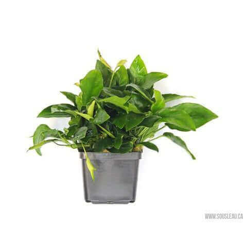 ANUBIAS BARTERI VAR. NANA XXL Dennerle Plants