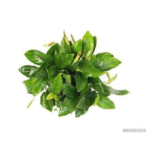 ANUBIAS BARTERI VAR. NANA XXL Dennerle Plants