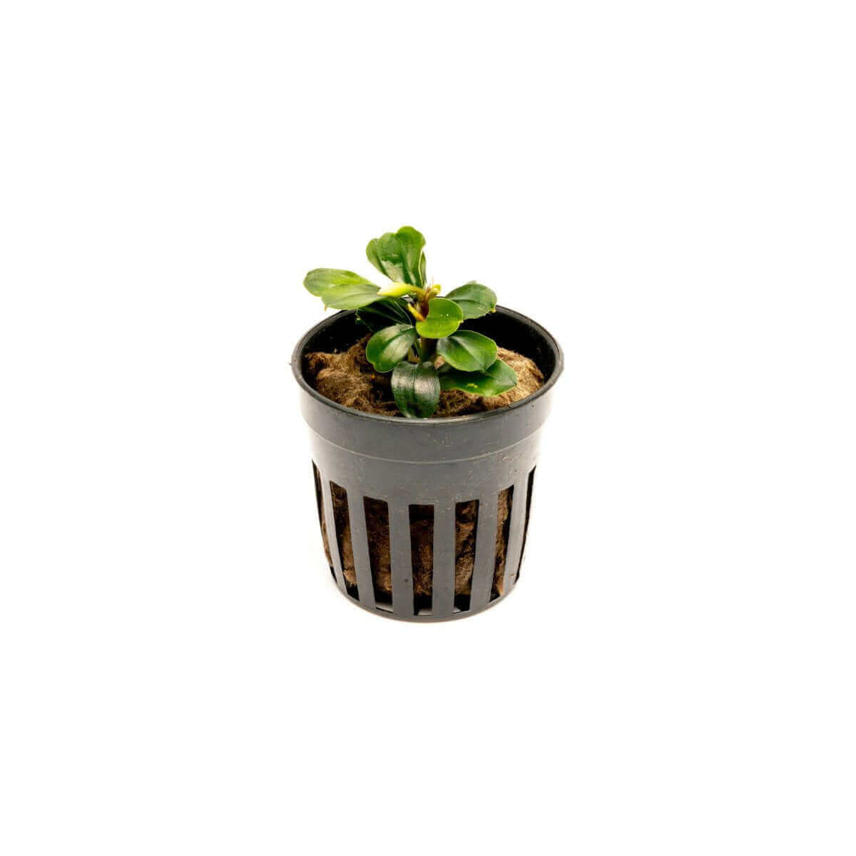 Bucephalandra Apple Leaf Sousleau Aquarium Sousleau Aquarium