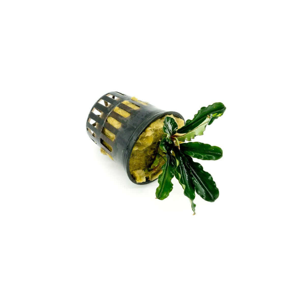Bucephalandra Wavy Dark Green Sousleau Aquarium Sousleau Aquarium