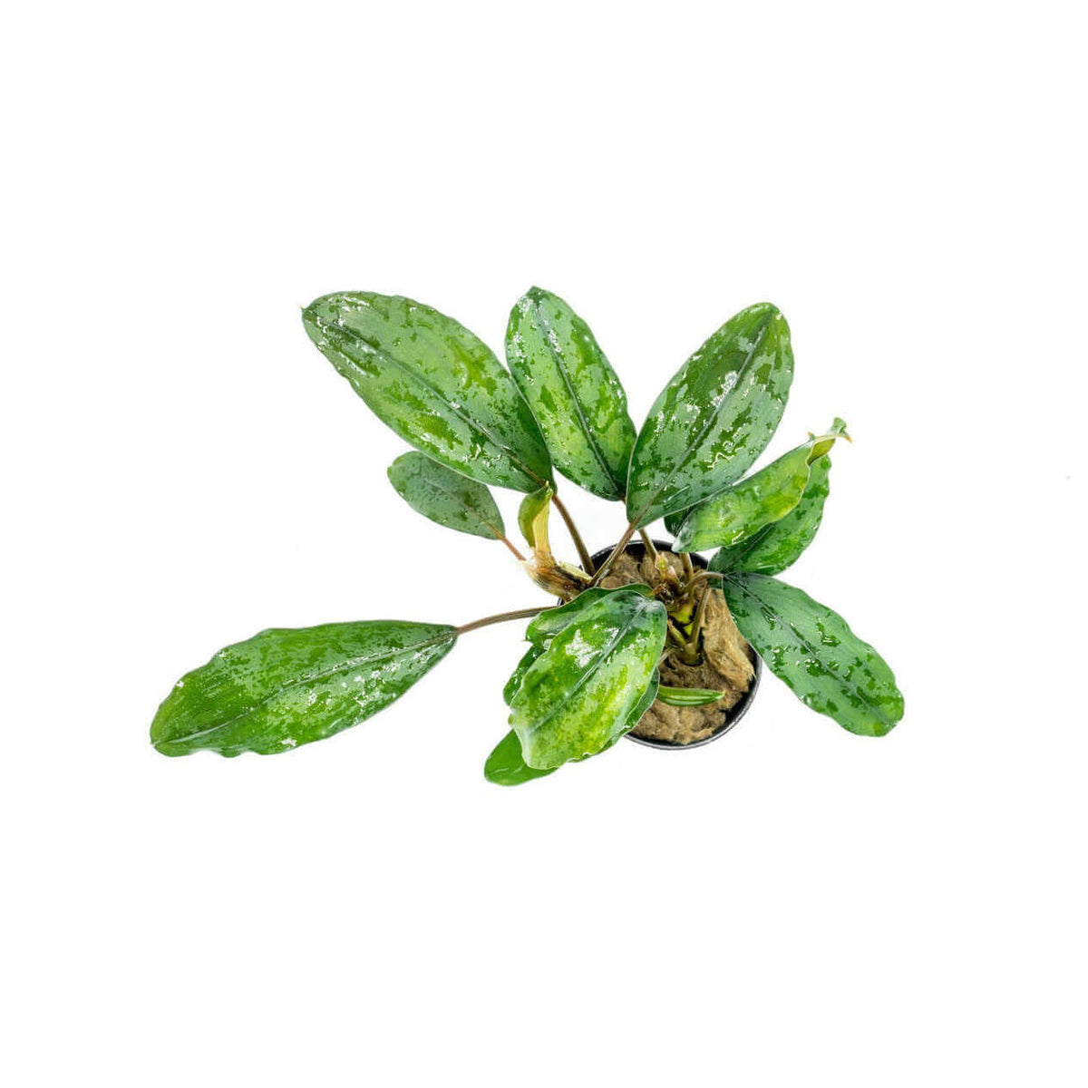Bucephalandra Green Broad Leaf Sousleau Aquarium Sousleau Aquarium