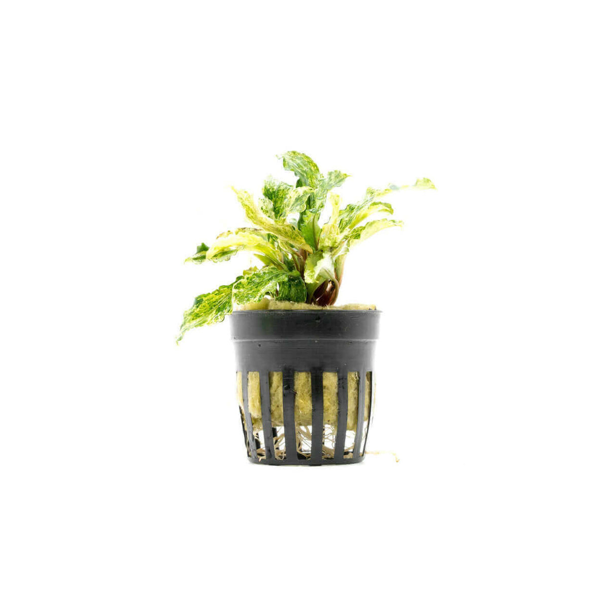 Bucephalandra Marble Sousleau Aquarium Sousleau Aquarium