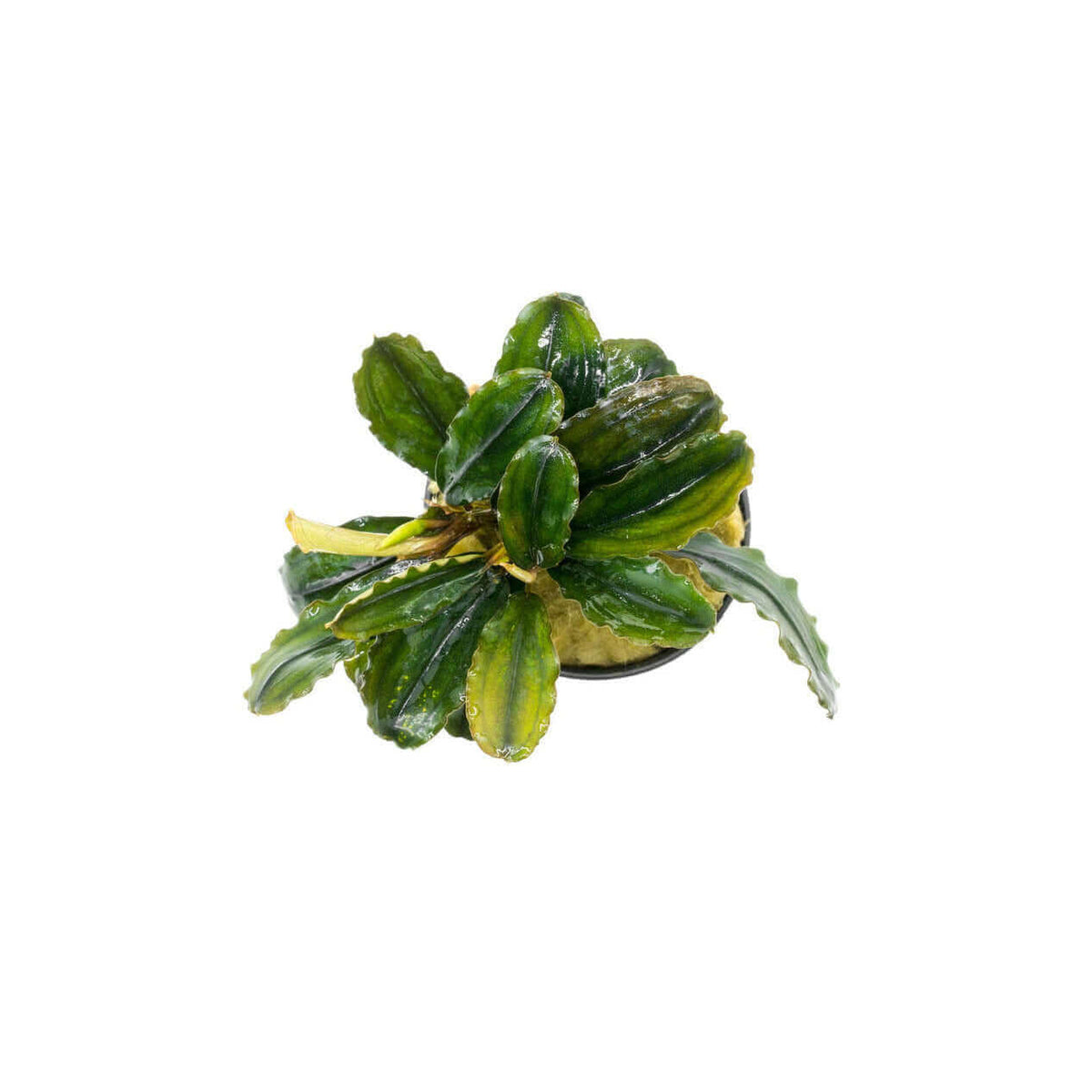 Bucephalandra Rainbow Marble Sousleau Aquarium Sousleau Aquarium