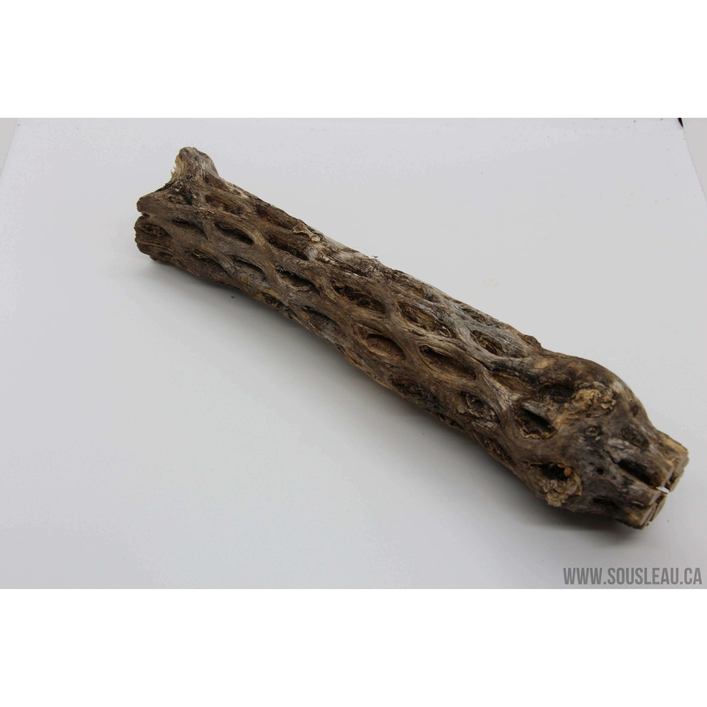 Cholla wood 8'' Sousleau Aquarium