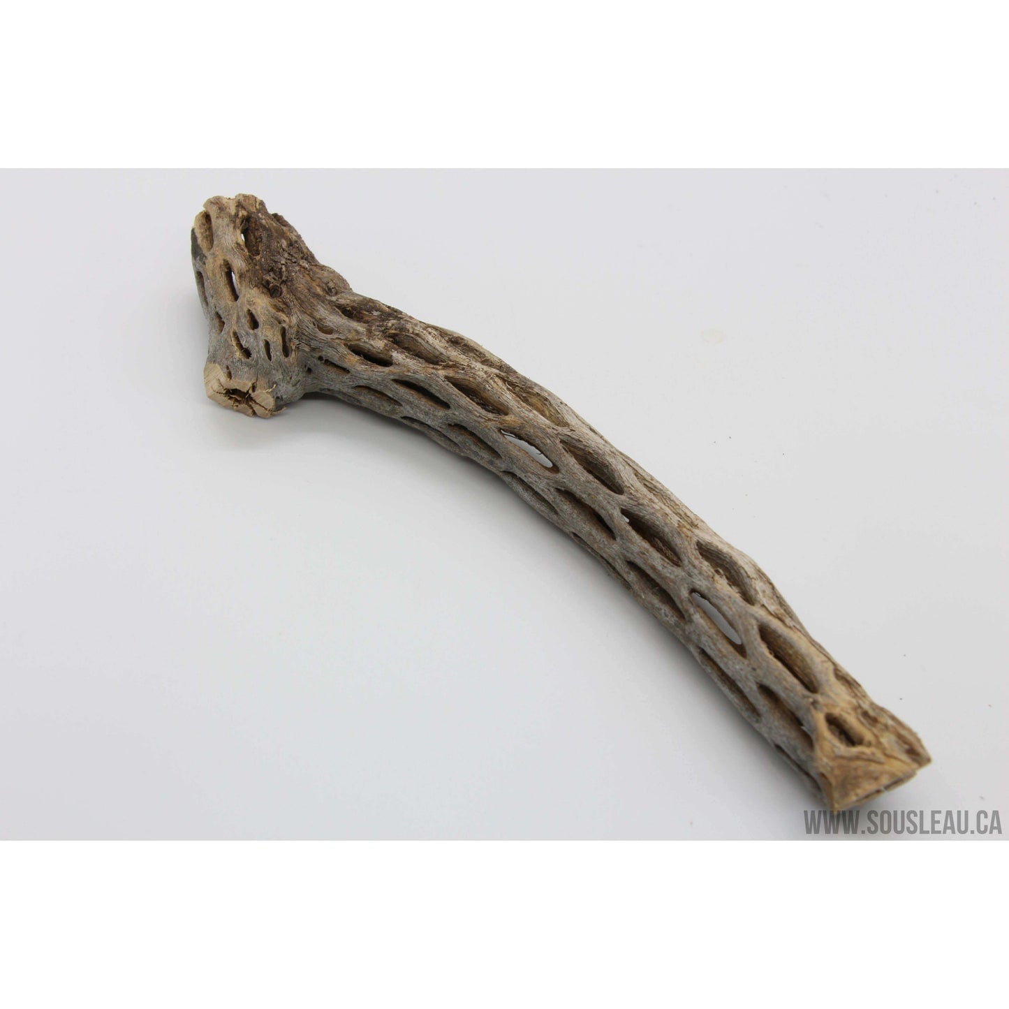 Cholla wood 8'' Sousleau Aquarium