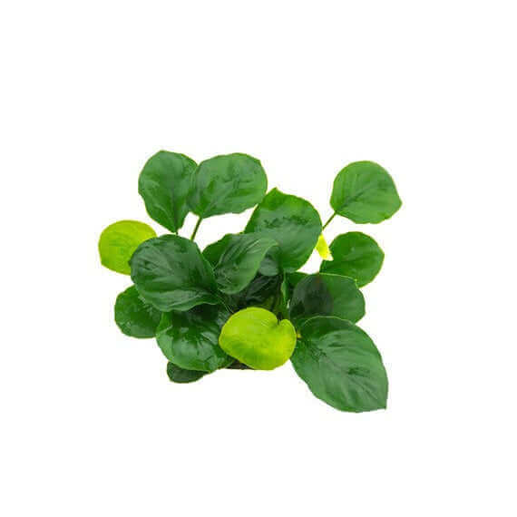 Anubias Barteri Coin Leaf Dennerle Plants Dennerle Plants