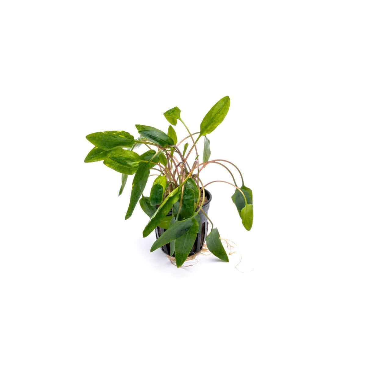 Cryptocoryne wendtii affinis red - Sousleau