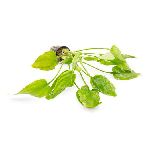 Cryptocoryne pontederiifolia - Sousleau