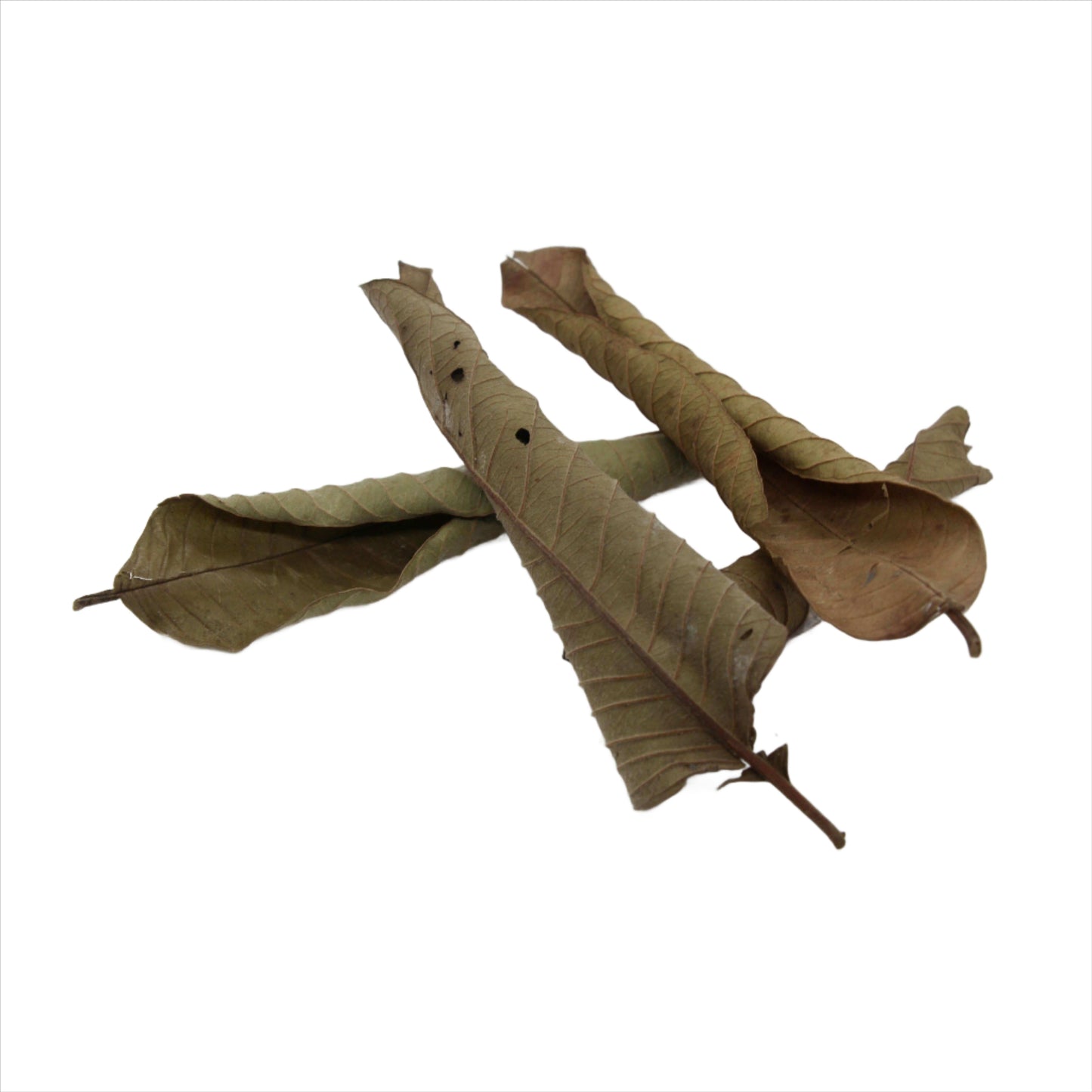 Guava leave 10 pcs Sousleau Aquarium