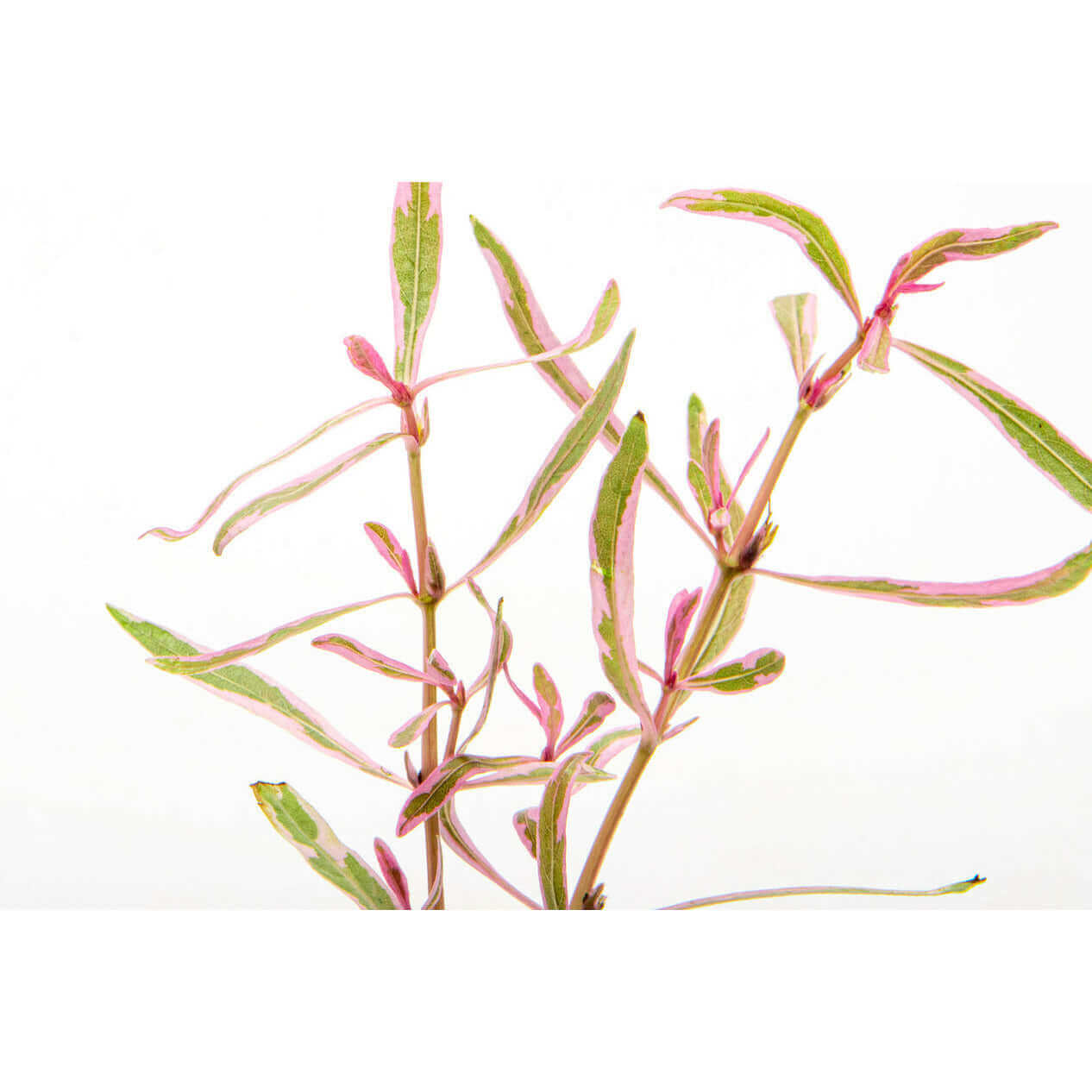 Hygrophila lancea araguaia pink lady - Sousleau