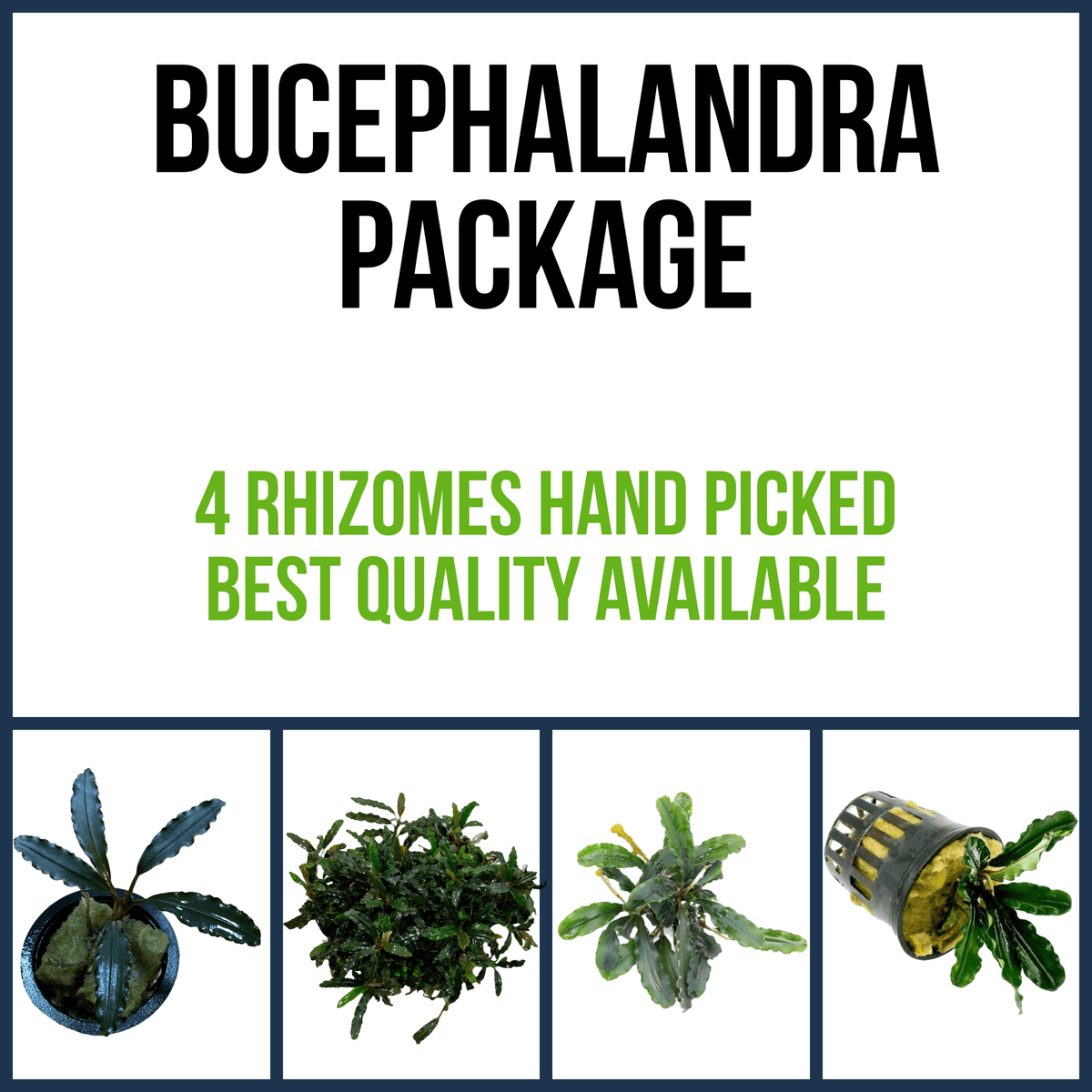 Bucephalandra beginner package Sousleau Aquarium