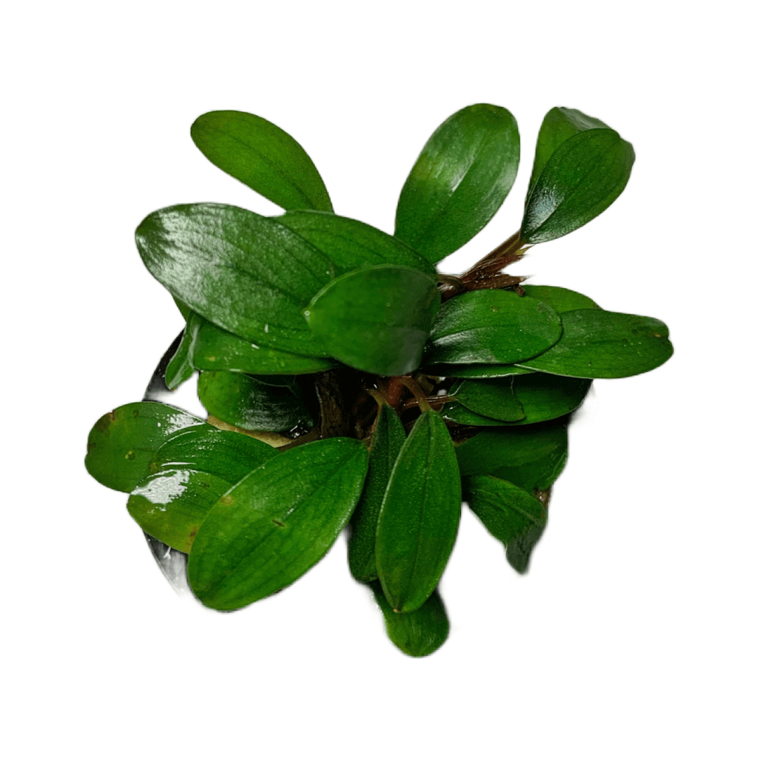 Bucephalandra Sintang Sousleau Aquarium Sousleau Aquarium